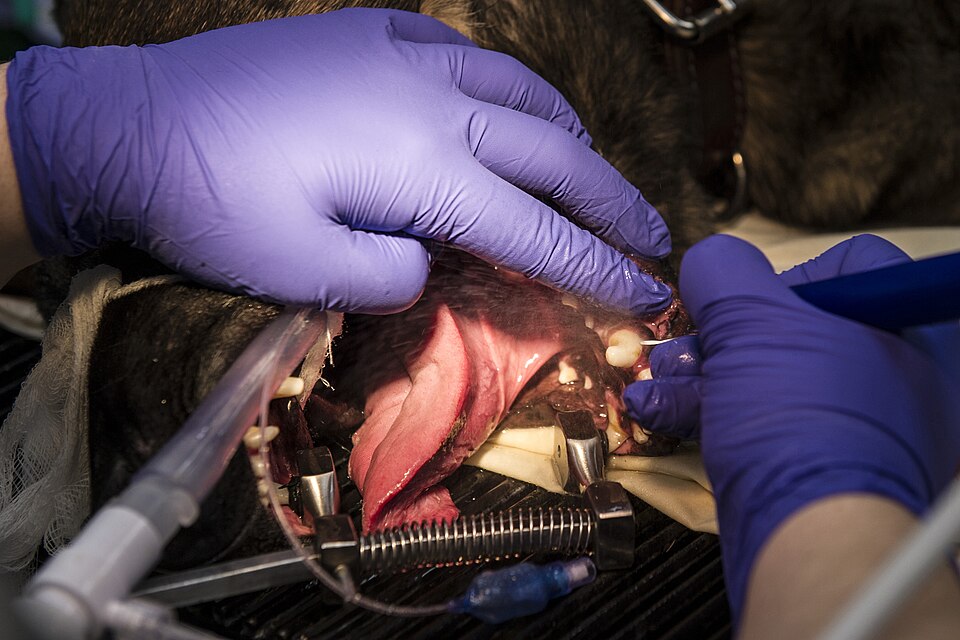Pet Dental USA